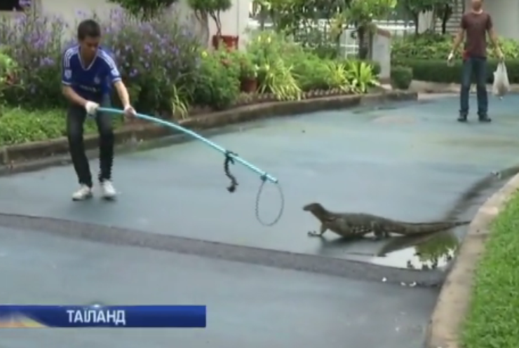 У Таїланді відкрили полювання на гігантських ящірок