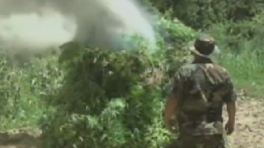 У Болівії спалили 14 тонн марихуани