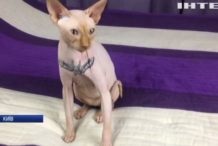 Власники кота з татуюванням розповіли подробиці операції