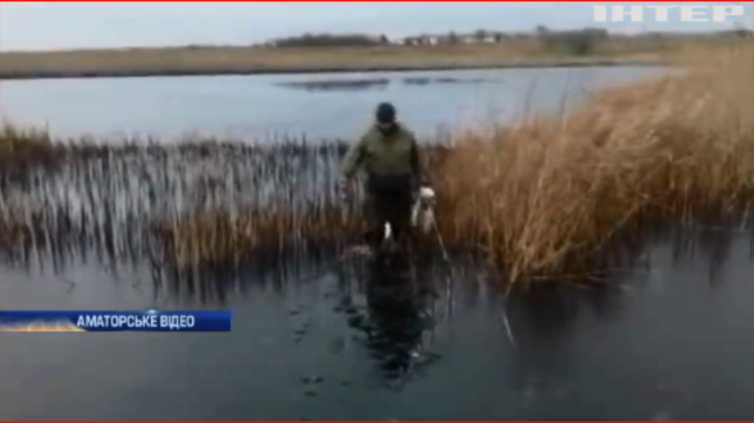 На Дніпропетровщині п'яні мисливці розстріляли білих лебедів
