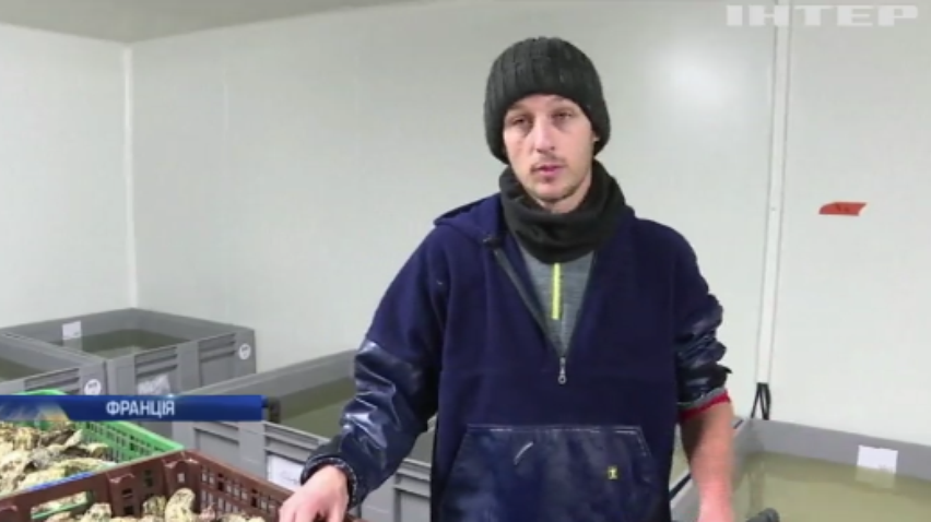 Французи вирощують устриць з присмаком лимону (відео)