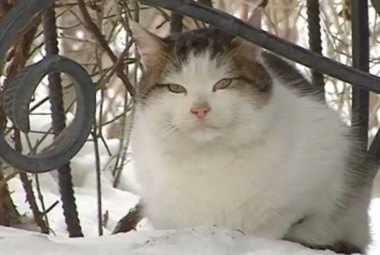 У Києві котів-безхатьків можуть визнати частиною екосистеми міста