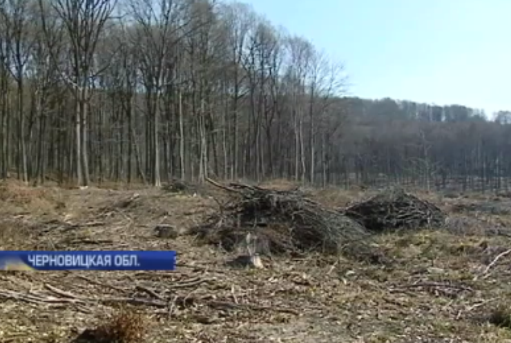 На Буковине селяне требуют прекратить вырубку лесов