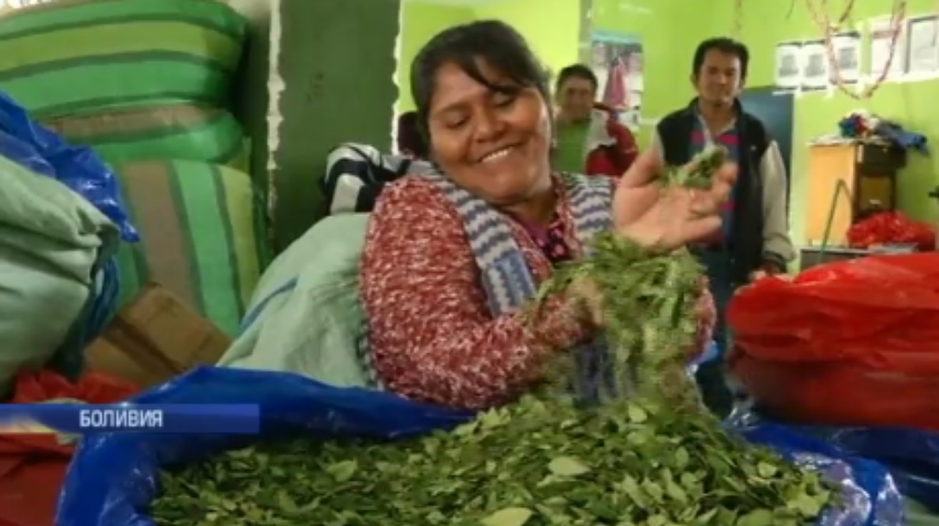 Боливия удвоит производство коки