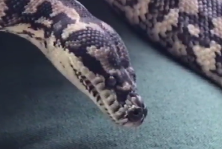 В Австралии нашли змею-наркомана (видео)
