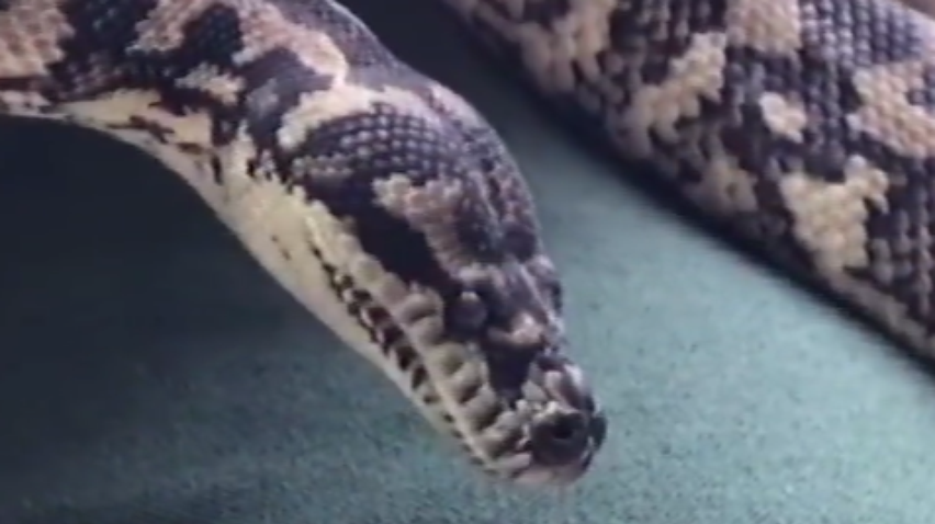 В Австралии нашли змею-наркомана (видео)