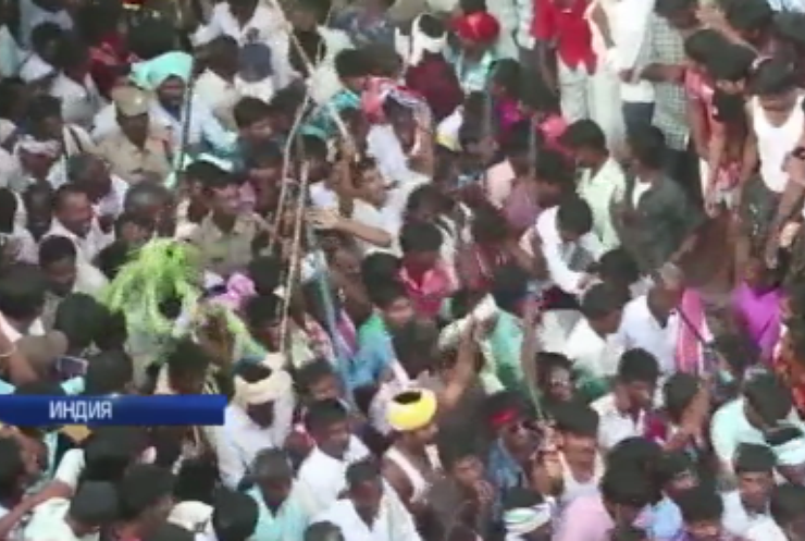 Новый год в Индии встретили перестрелкой коровьим навозом (видео)