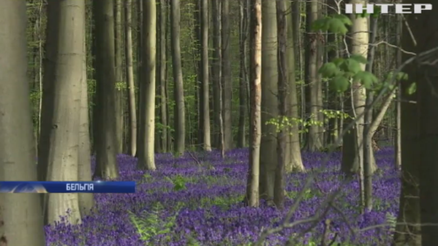 У бельгійському лісі розцвів справжній килим лісових дзвіночків