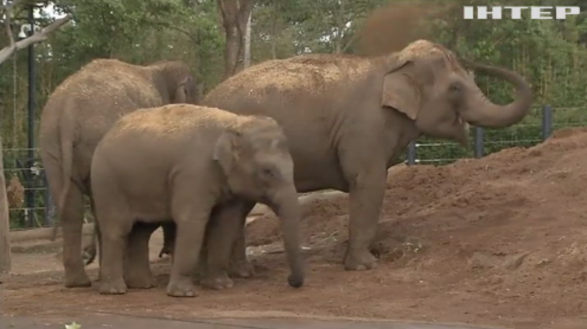 У зоопарку Сіднея вперше за 7 років народилося слоненя