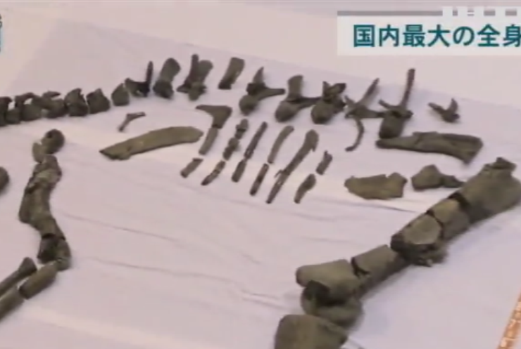 В Японии нашли скелет огромного динозавра