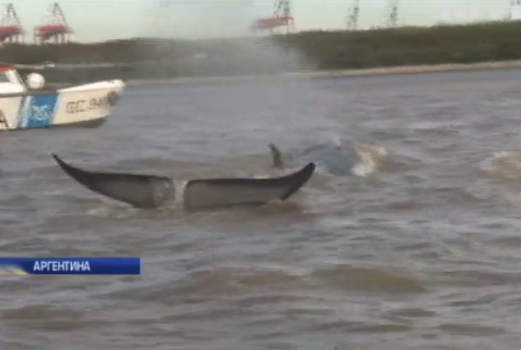 В Аргентині моряки врятували на мілководді двох китів