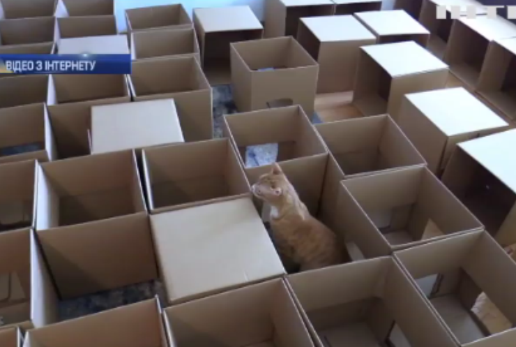Американський блогер створив лабіринт для котів