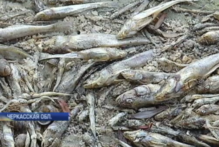 Днепр в Черкасской области превратился в кладбище рыбы (видео)