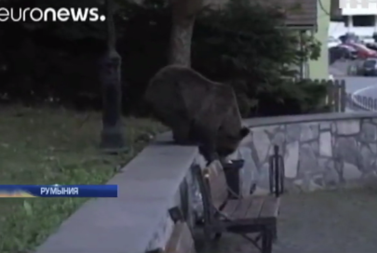 Румынию атаковали голодные медведи