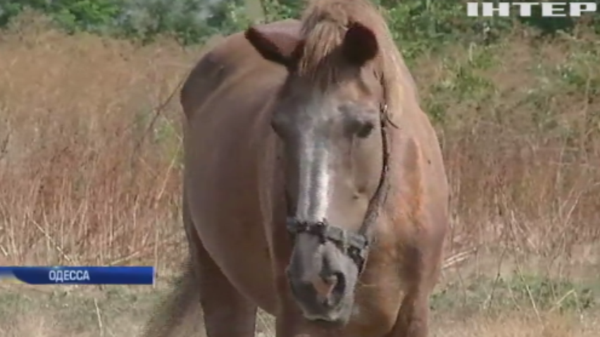 Скандал с лошадью в Одессе: активисты требуют наказать живодера