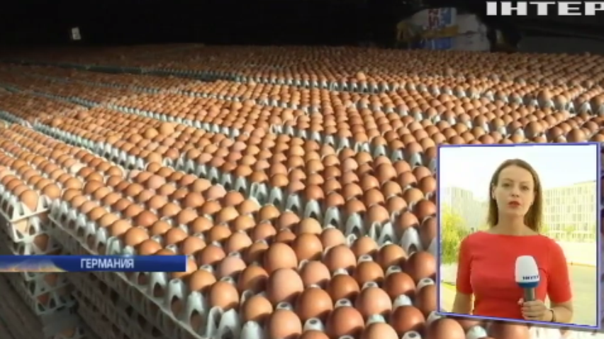 В магазинах Евросоюза активно ищут отравленные яйца (видео)