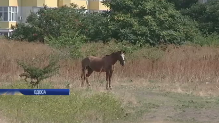 Скандал з конем в Одесі обернувся акціями протесту