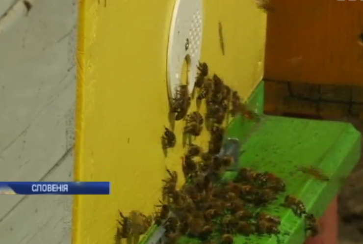 У Словенії бізнес-центри прикрасили вуликами з бджолами