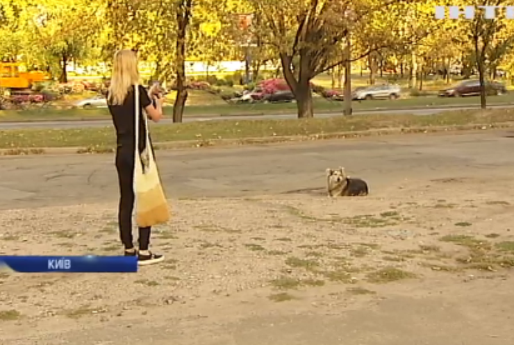 У Києві волонтери перерахували безпритульних собак
