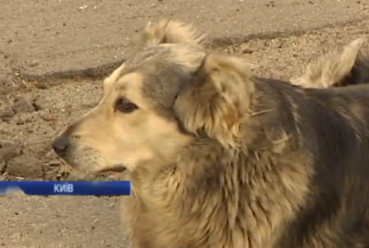 Волонтери Києва рахують безпритульних собак (відео)