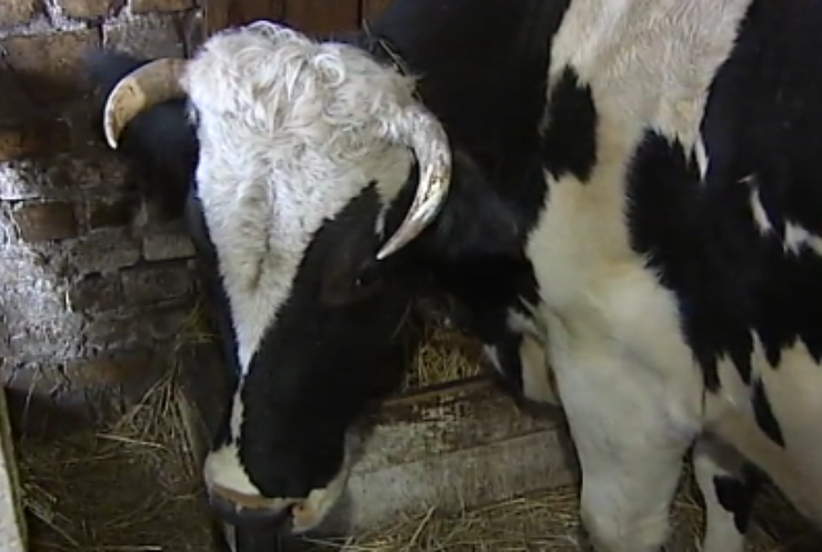 Ляшко призвал отменить запрет на экспорт молока в Европу