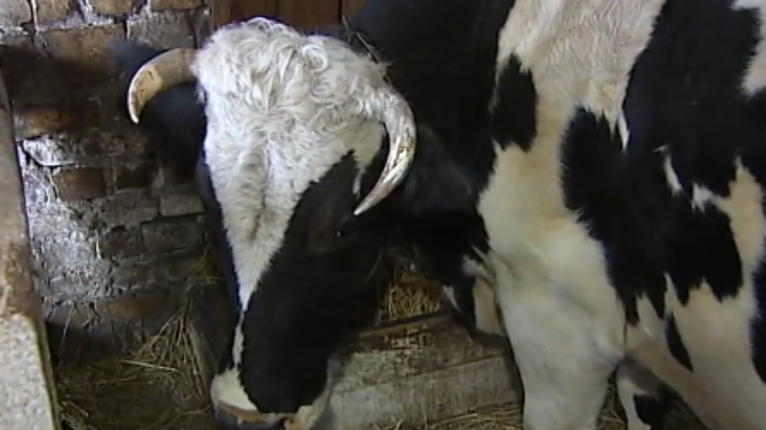 Ляшко призвал отменить запрет на экспорт молока в Европу