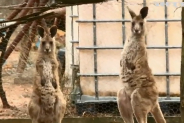 В Австралії кенгуру напав на людей