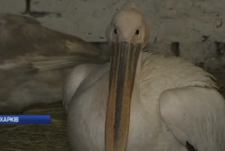 Поліція Харкова врятувала пелікана від холодної смерті