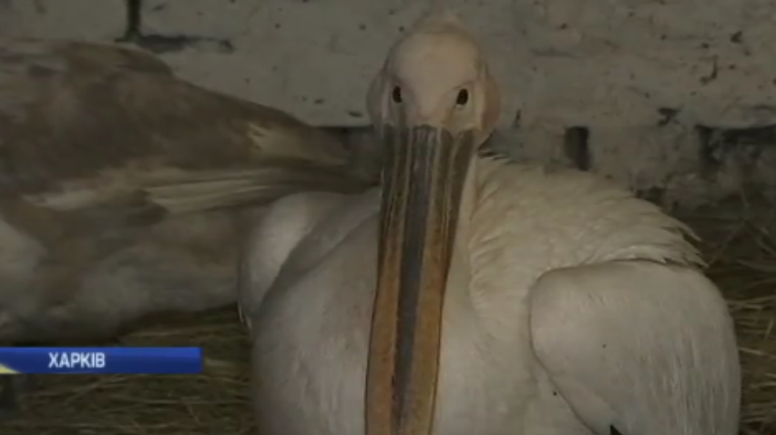 Поліція Харкова врятувала пелікана від холодної смерті