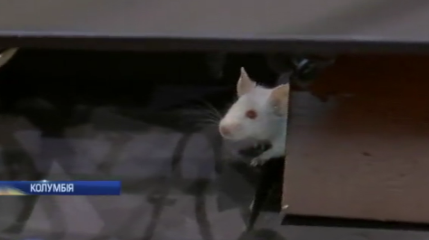 Депутатів Колумбії закидали пацюками