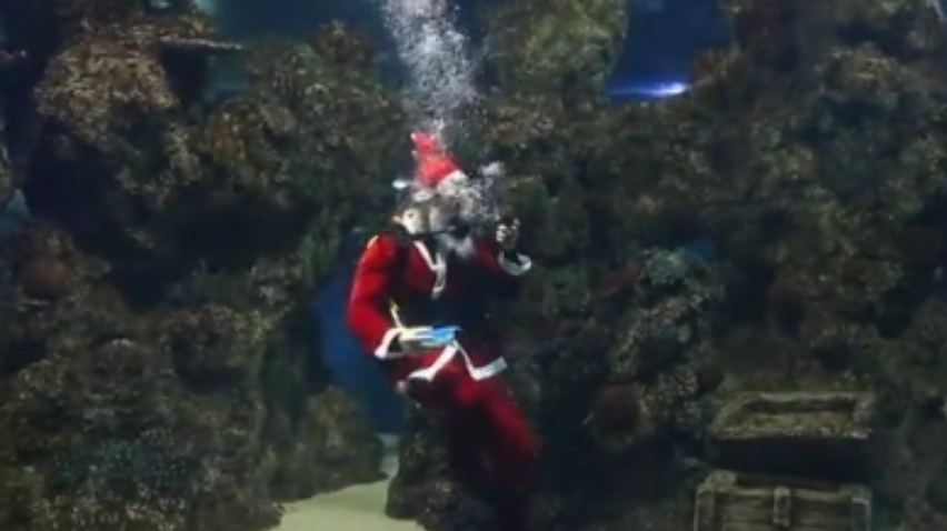 Санта-Клаус погодував акулу смаколиками (відео)