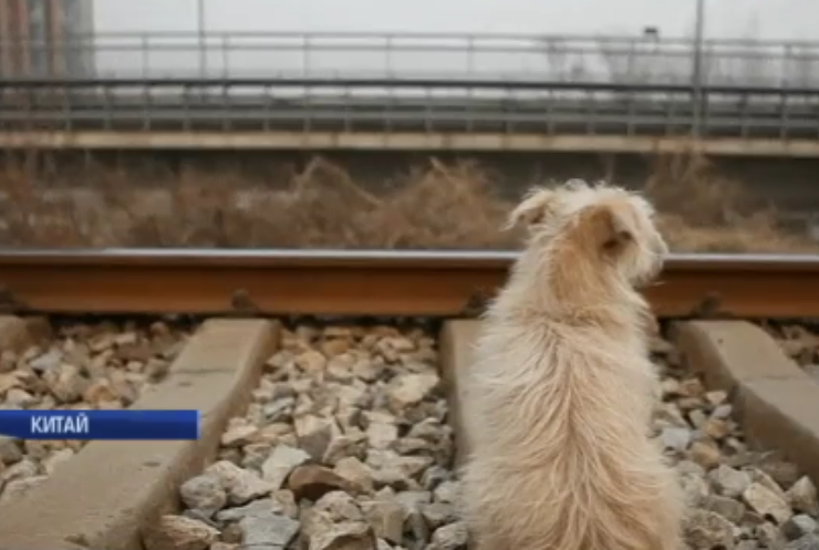 У Китаї клонували собаку-зірку (відео)