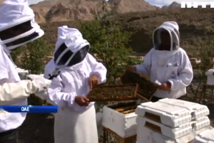 Науковці ОАЕ вивели новий вид медоносних бджіл