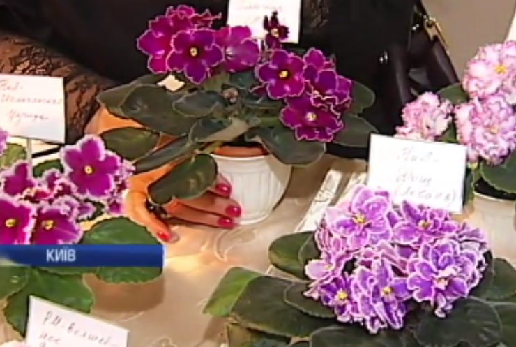 Фіалковий блюз: у Києві представили українські сорти популярних квітів