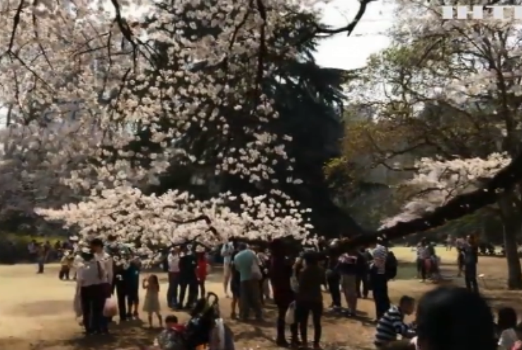 Весна прийшла: у Японії розквітла сакура (відео)
