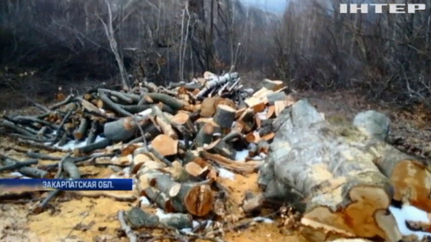 На Закарпатье в заповеднике вырубили ценные деревья