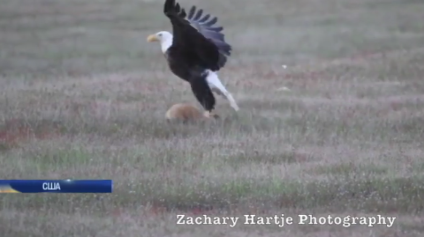 Бій орла та лисиці зафільмували на камеру (відео)