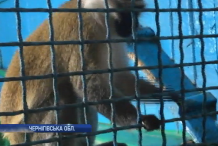 У Менському зоопарку народилося мавпеня (відео)
