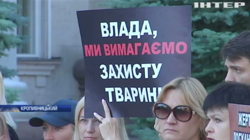 У Кропивницькому масово вбивають собак (відео)