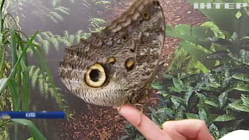 Метелики у Києві: біологи розповіли, як приманити комах