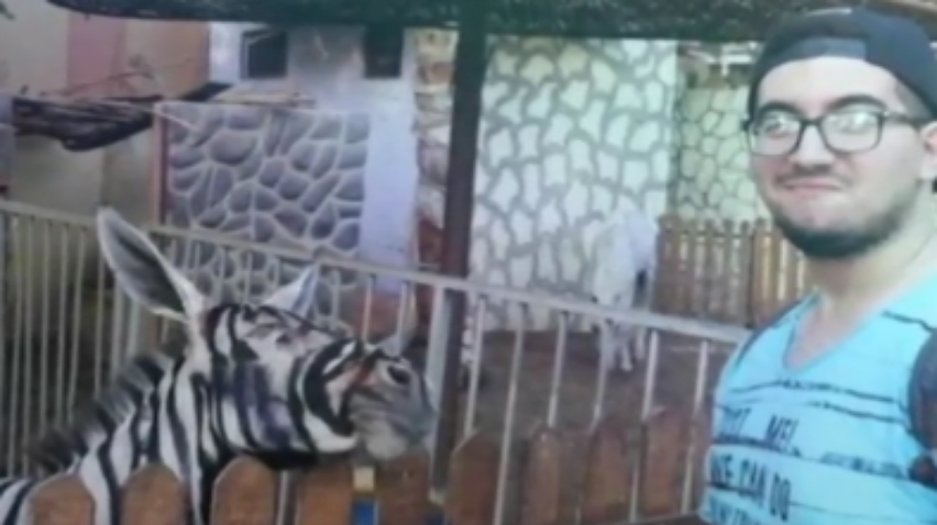 У зоопарку Єгипту ослів зробили зебрами