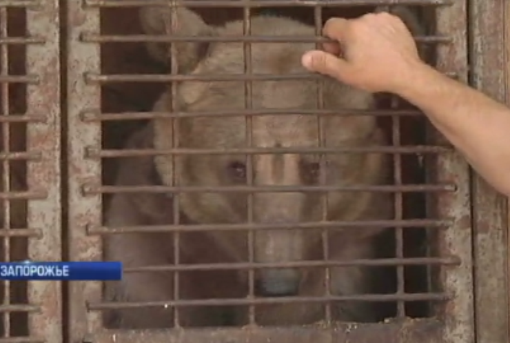 В центре Запорожья поселился медведь (видео)