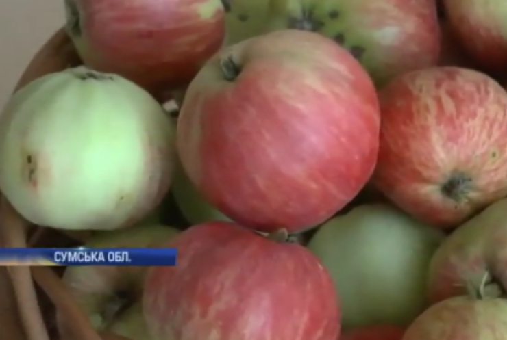 На Сумщині збирають врожай диво-яблук