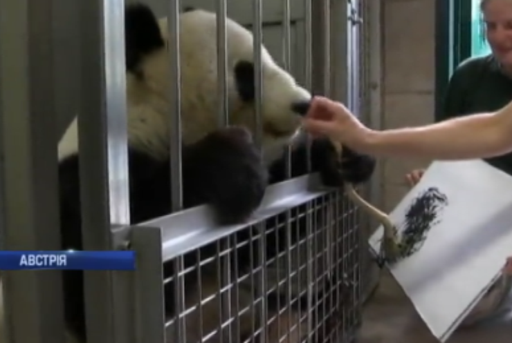 Панда з Відня вражає людей картинами (відео)