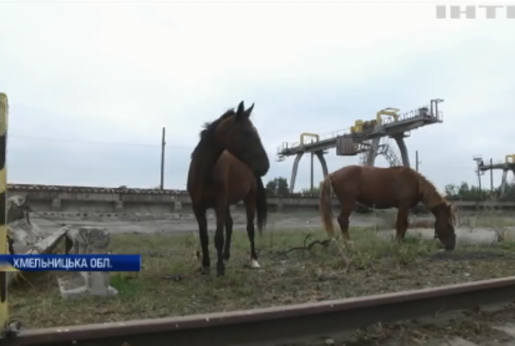 Ферма смерті: власник табуна заморив голодом коней