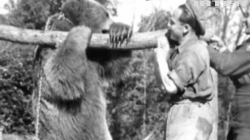 Ведмідь-армієць стане героєм мультфільму