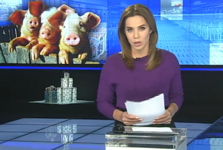 На Дніпропетровщині лютує чума свиней