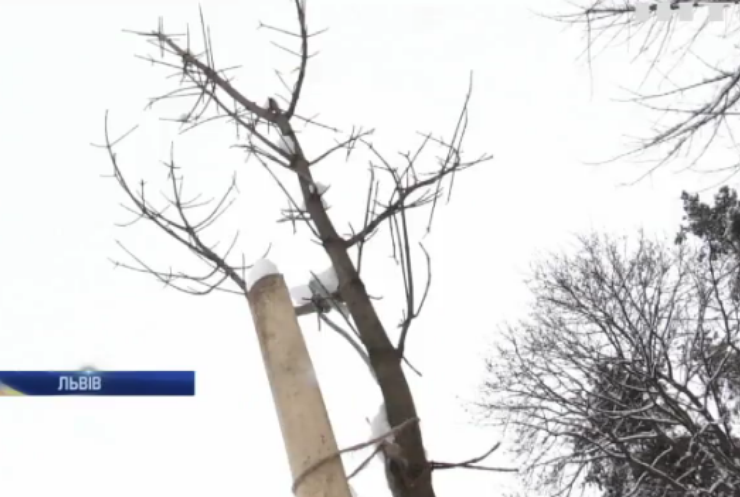 Чиновники Львова закупили "золоті" дерева для міста (відео)
