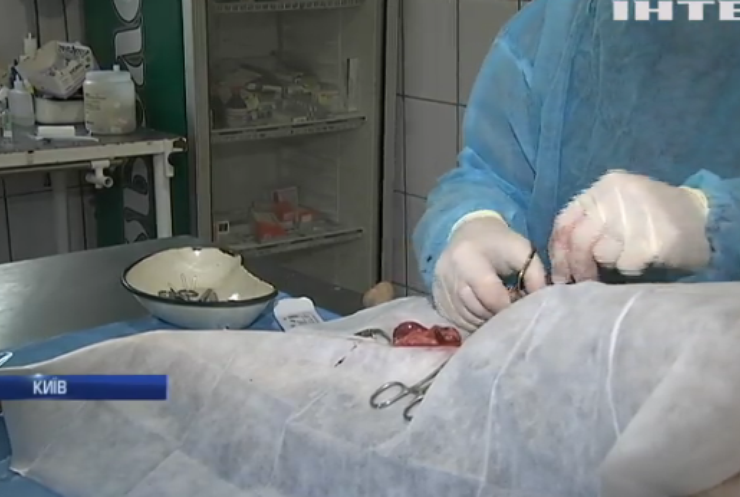Українців навчатимуть першої допомоги травмованим тваринам