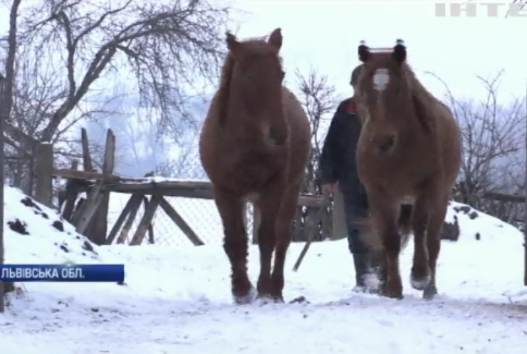 На Львівщині екоактивісти намагаються врятувати коней